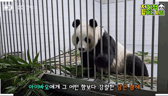 오늘 전지적 판다와쏭 먹깨비 아이바오ㅋㅋㅋㅋ.gif | 인스티즈