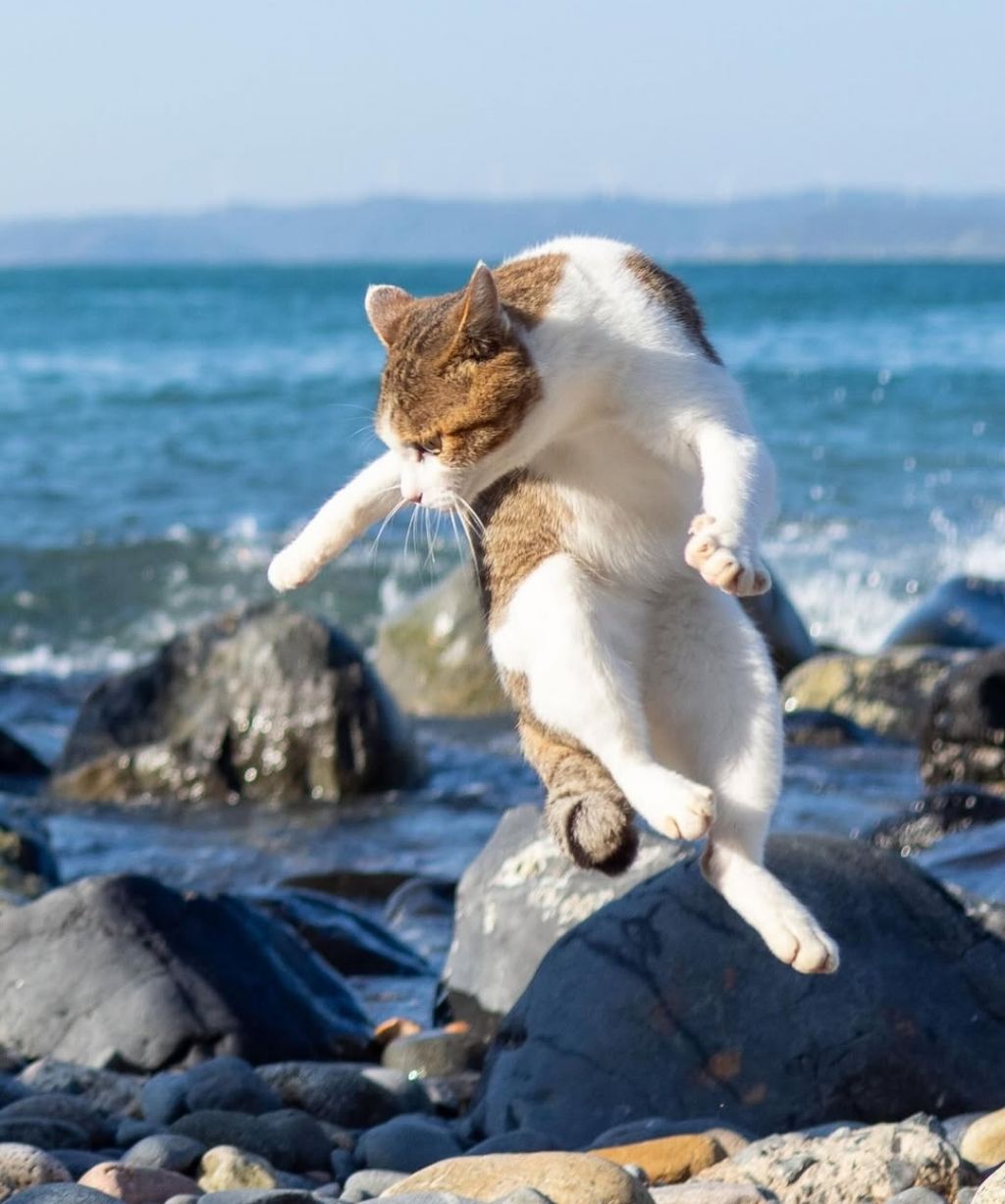 무림고수가 죽으면 고양이로 환생한다는 이야기가 있다 | 인스티즈