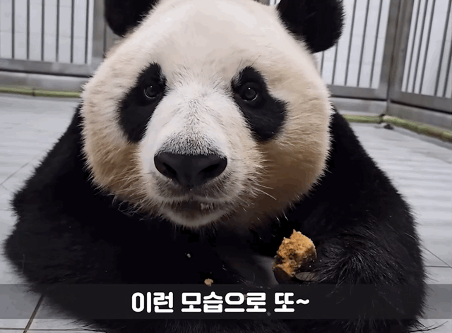 오늘 전지적 판다와쏭 먹깨비 아이바오ㅋㅋㅋㅋ.gif | 인스티즈