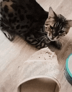 혼나는 고양이 | 인스티즈