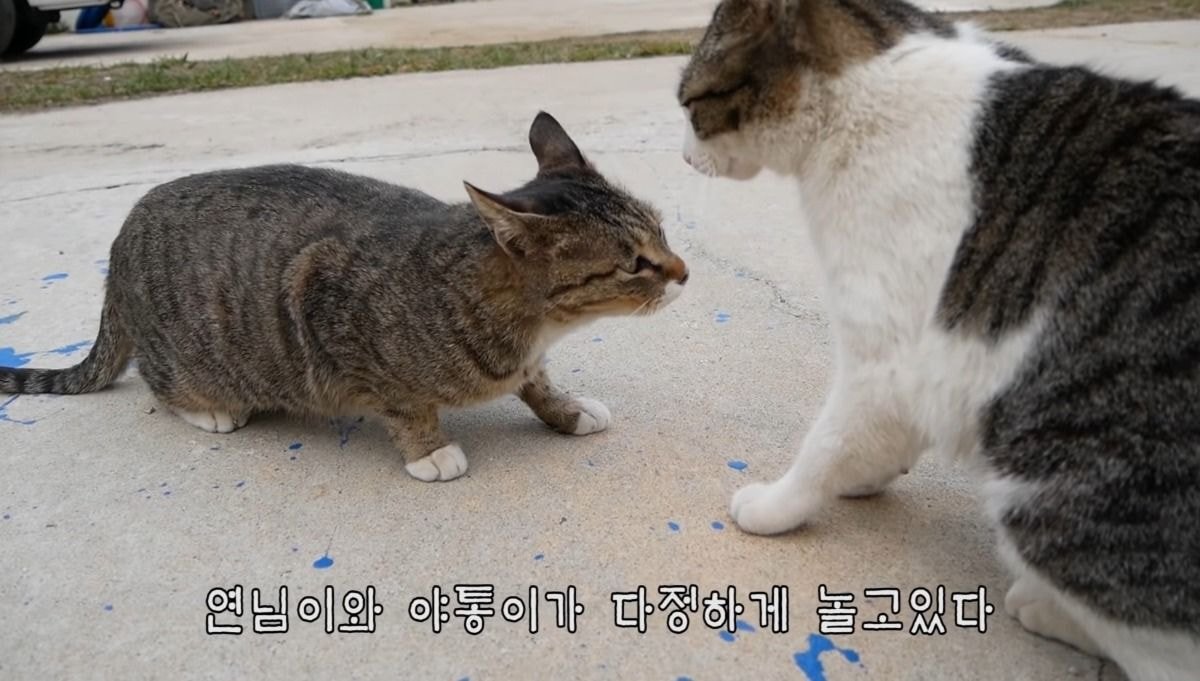 haha ha 고양이로 보는 등치가 좋아야 하는 이유 | 인스티즈