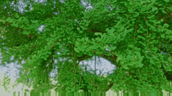 천연기념물 원주 반계리 은행나무의 사계절.gif | 인스티즈