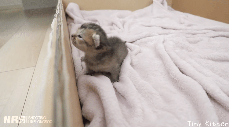 잠에서 깨어나 엄마를 찾는 아기냥이.gif | 인스티즈