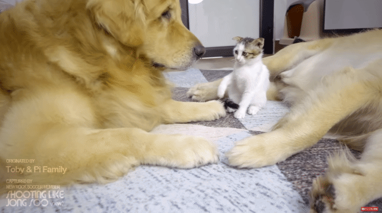 좌우 번갈아가며 거칠게 냥빨 당하는 아기냥이.gif | 인스티즈
