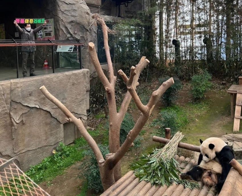 송바오 재롱에 한껏 신난 러바오🐼.gif | 인스티즈