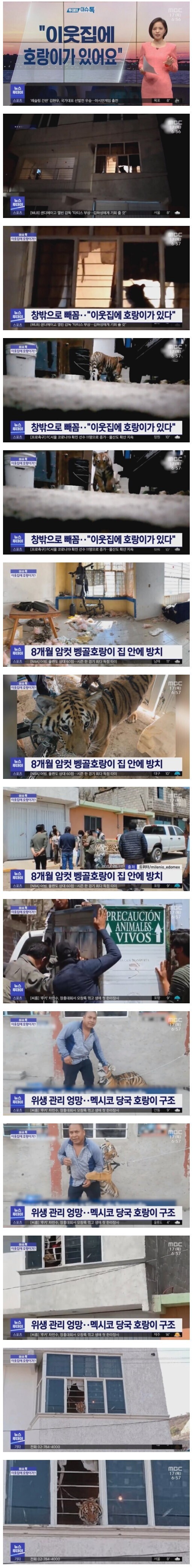 이웃집에 호랑이가 있다고 신고함.jpg | 인스티즈