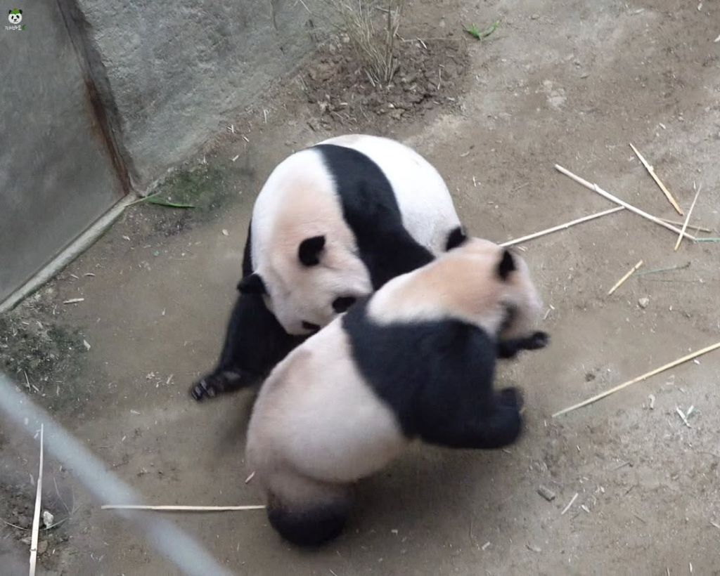 오늘자 엄마 들이받고 도망가는 후쪽이 후이바오🐼🩷❤️ | 인스티즈