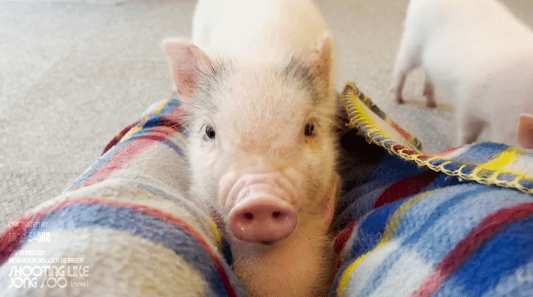 일본 도쿄의 미니어처 피그 카페.gif | 인스티즈