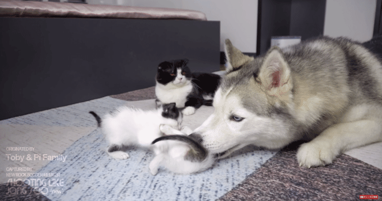 고양이 육아스킬 만렙인 시베리안 허스키.gif | 인스티즈