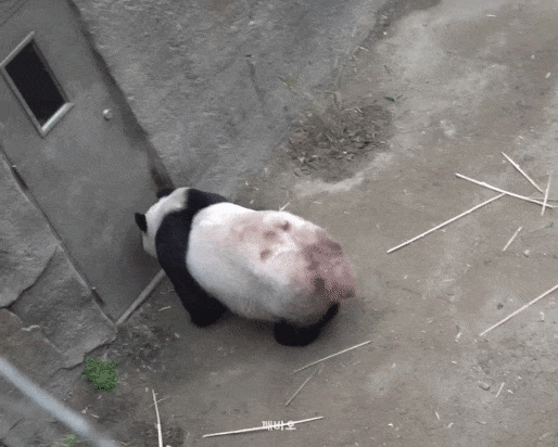 오늘자 엄마 들이받고 도망가는 후쪽이 후이바오🐼🩷❤️ | 인스티즈