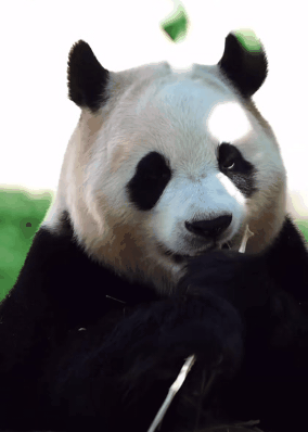 출소하는 푸바오🐼.gif | 인스티즈