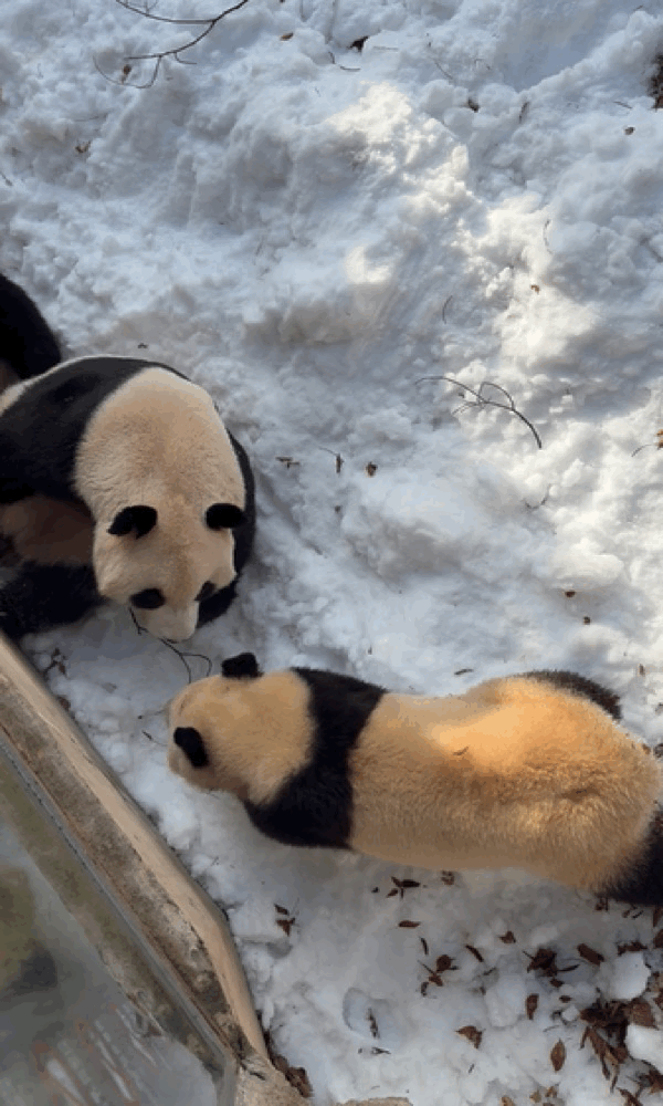 오늘자 용인소싸움의 주인공🐼 아이바오❤️루이바오 | 인스티즈