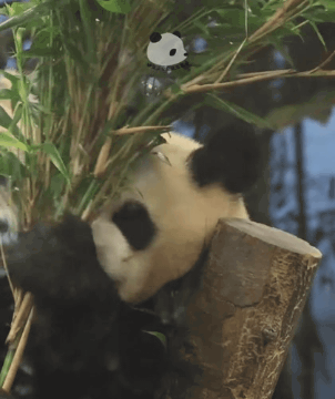 후이때문에 대나무도 놓치고 만신창이 된 루이바오🐼.gif | 인스티즈
