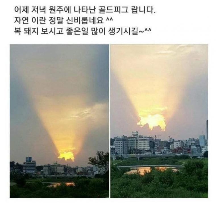 금돼지네 이미지