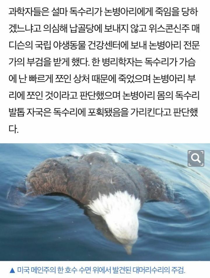 논병아리에게 공격당해서 죽은 독수리 | 인스티즈