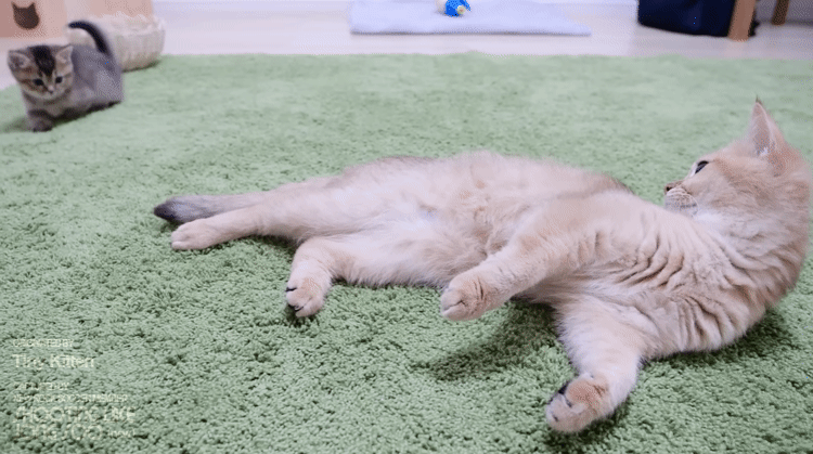 현란한 풋워크로 어미냥이의 꼬리를 사냥하는 아기냥이.gif | 인스티즈