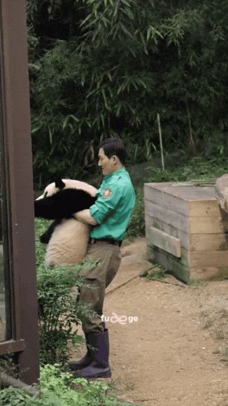 오랜만에 하부지한테 안겨서 퇴근하는 루이바오🐼(feat.송시질) | 인스티즈