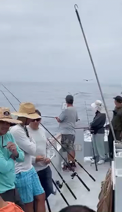 바다 한가운데 낚시배를 찾아온 올빼미.gif | 인스티즈