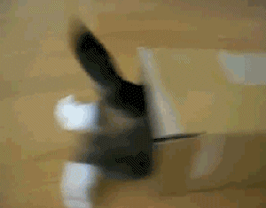 박스에 환장하는 고양이gif | 인스티즈