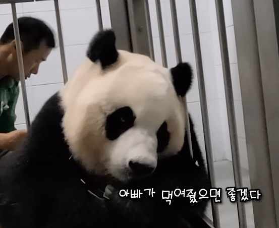 강바오 앞에선 아기같은 아이바오 이뻐이뻐.gif | 인스티즈