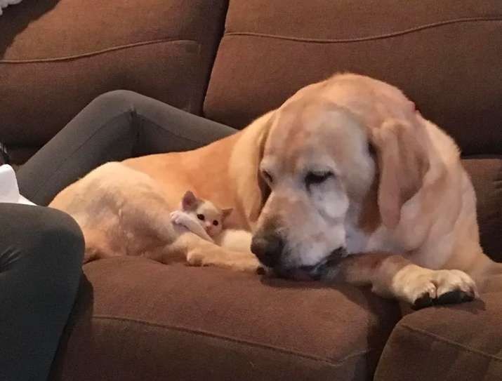 댕댕이와 고양이.jpg | 인스티즈