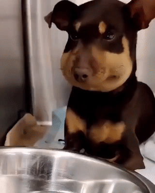 벌에 쏘이고 울기직전인 댕댕이.gif | 인스티즈