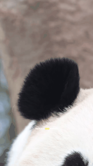 치명적인 미모 아이바오🐼 플러팅❤️ | 인스티즈