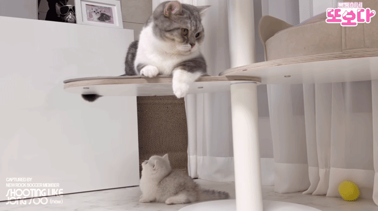 아깽이의 장난감.gif | 인스티즈