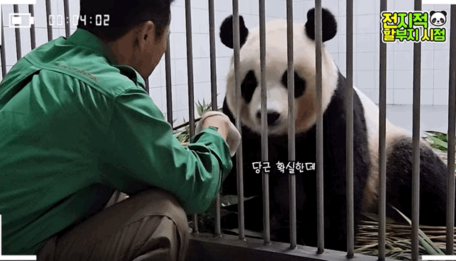 오늘 전지적 판다와쏭 먹깨비 아이바오ㅋㅋㅋㅋ.gif | 인스티즈