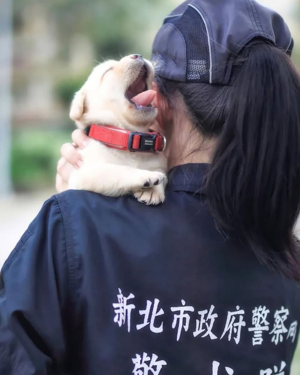 대만 경찰견 후보생으로 입대한 댕댕이 | 인스티즈