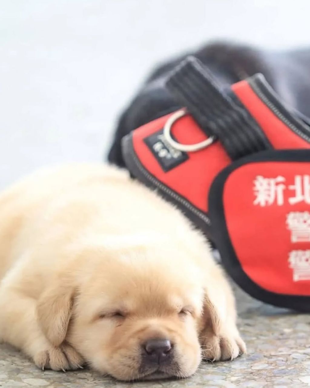 대만 경찰견 후보생으로 입대한 댕댕이 | 인스티즈