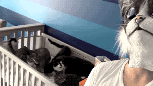 고양이 가면과 댕댕이 가면의 차이 | 인스티즈