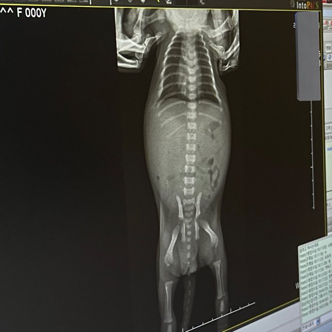 강아지가 분유를 거부해서 병원 갔더니 | 인스티즈