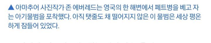 페트병 베고 '쿨쿨'…해변서 잠자는 아기물범 | 인스티즈