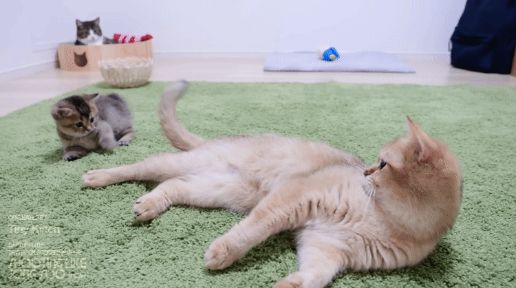 현란한 풋워크로 어미냥이의 꼬리를 사냥하는 아기냥이.gif | 인스티즈