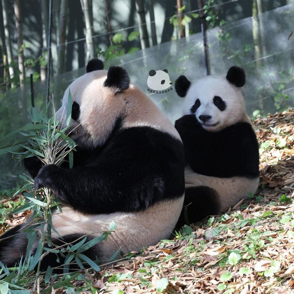 엄마랑 화해하고 같이 외근 나온 후이바오🐼.jpg | 인스티즈