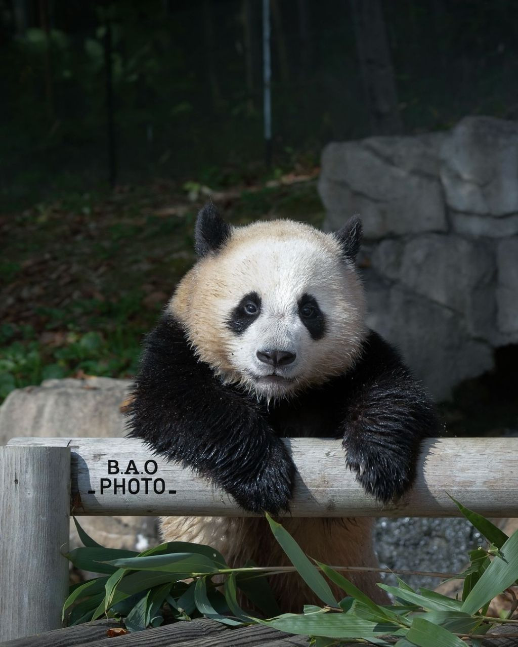 누가 봐도 신나게 논 흙곰 후이바오🐼.jpg | 인스티즈