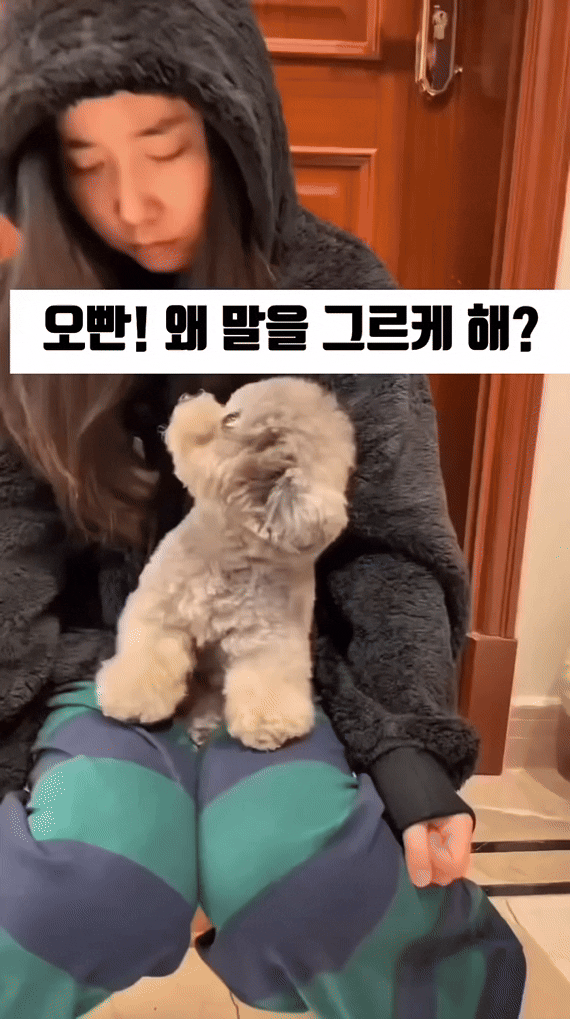 째려보기를 배운 댕댕이 | 인스티즈
