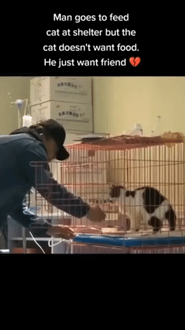 보호소의 냥이에게 먹이를 주자 반응.gif | 인스티즈