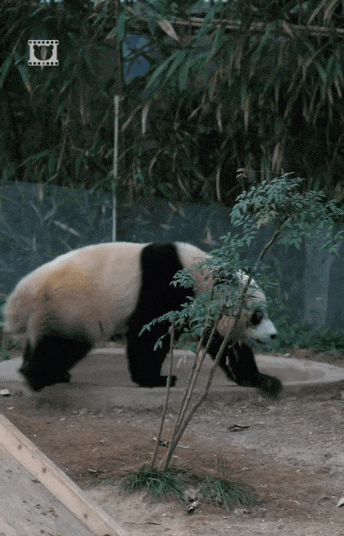 후이바오🐼 분노 포인트 5가지 | 인스티즈