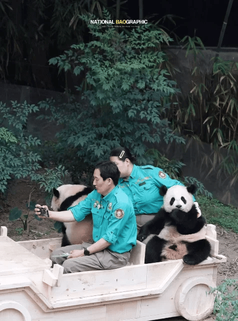 마지막까지 큰 웃음 주는 그 판다 후이바오🐼.gif | 인스티즈