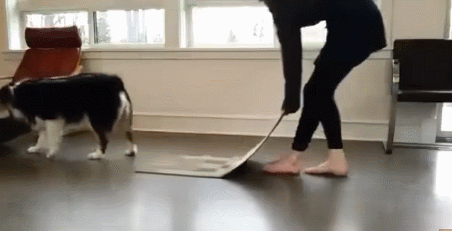 브로콜리랑 요가하기.gif | 인스티즈