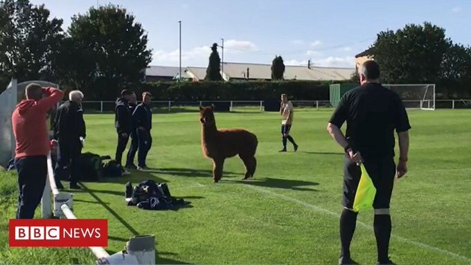 [BBC] 알파카 난입으로 인해 중단된 경기 | 인스티즈