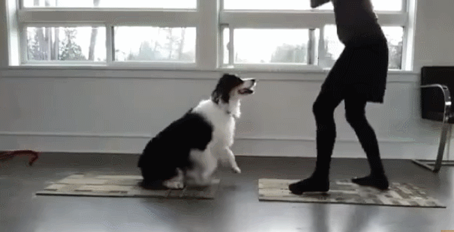 브로콜리랑 요가하기.gif | 인스티즈