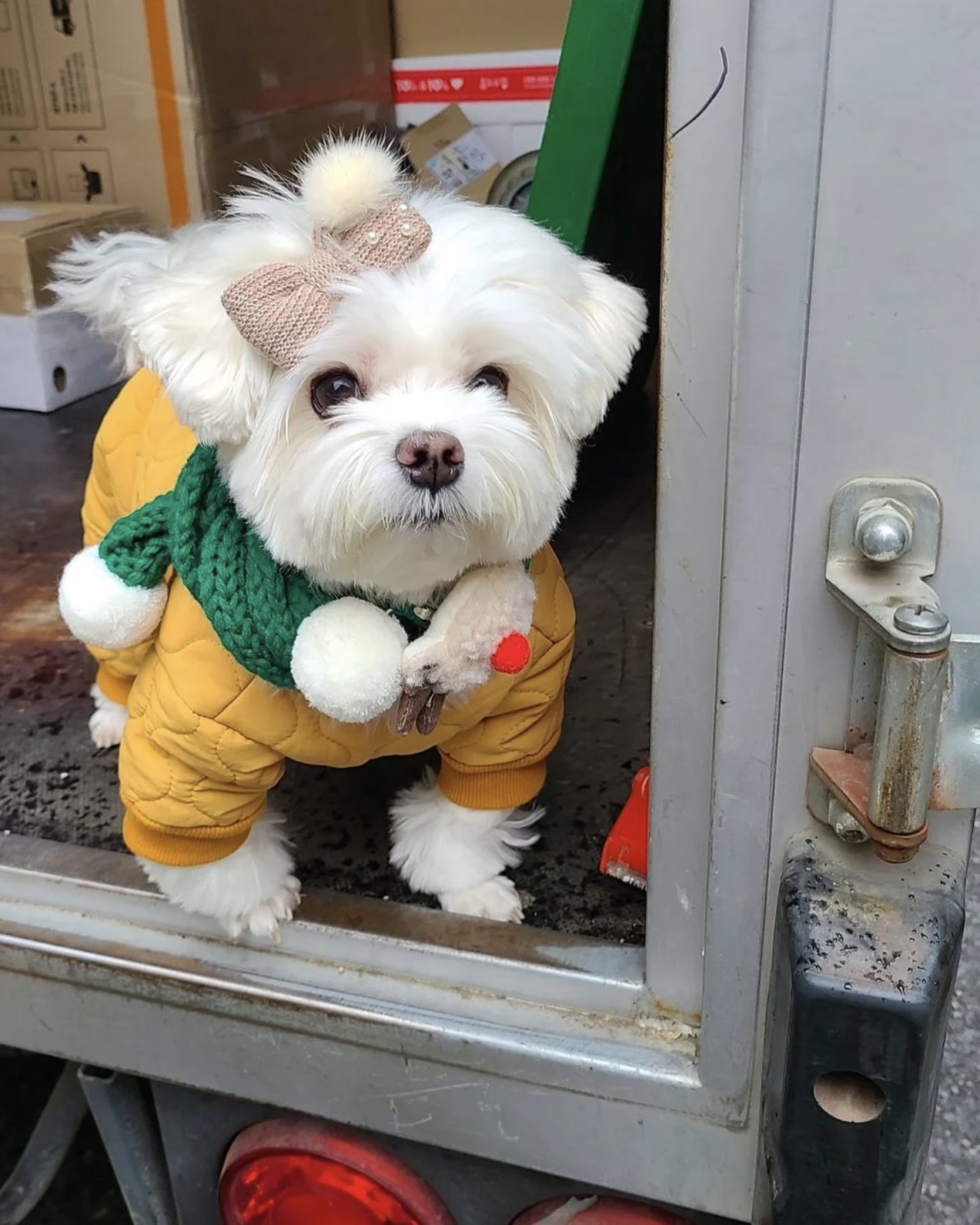 택배견 경태 인스타.jpg | 인스티즈