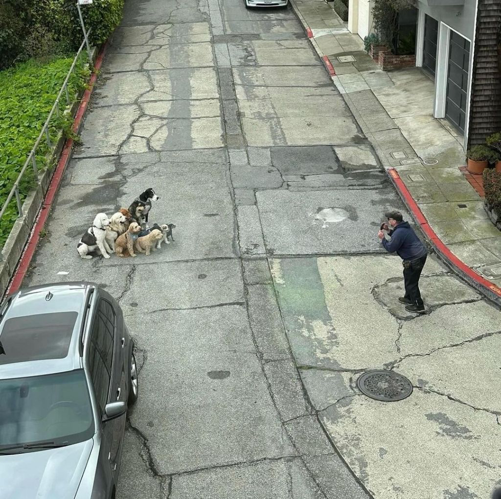 단체 촬영중인 강아지 | 인스티즈