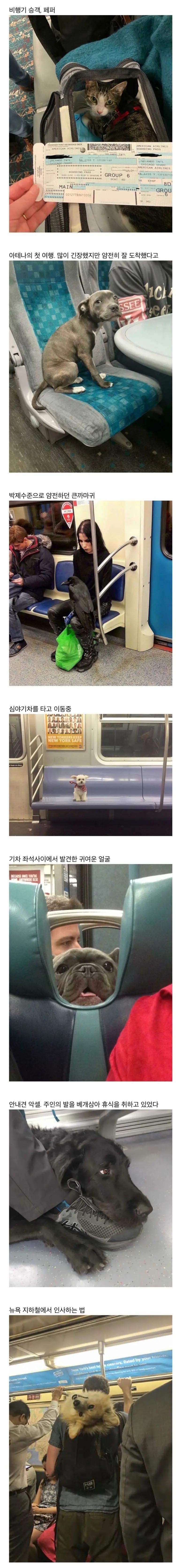 (스압주의)대중교통에서 만난 반려동물들 | 인스티즈