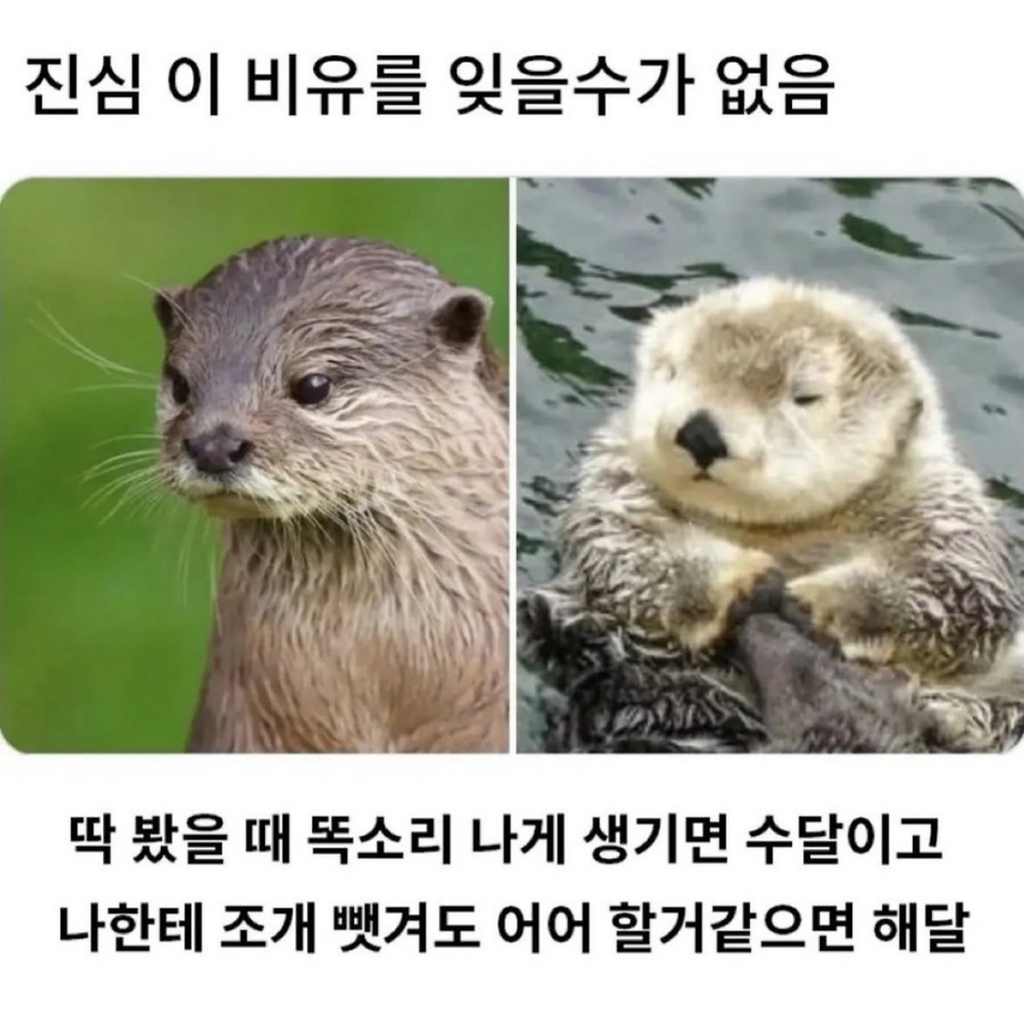 해달 이미지