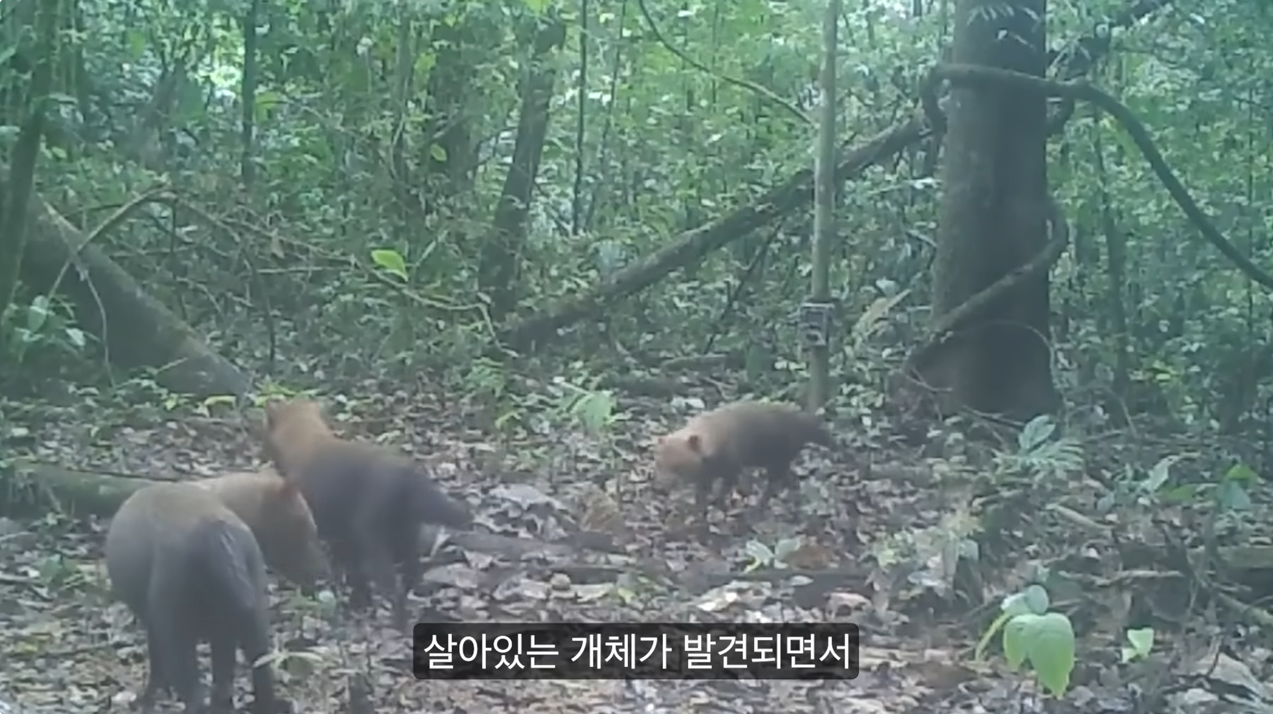 세상에서 가장 원시적인 개과동물 덤불개.jpg | 인스티즈
