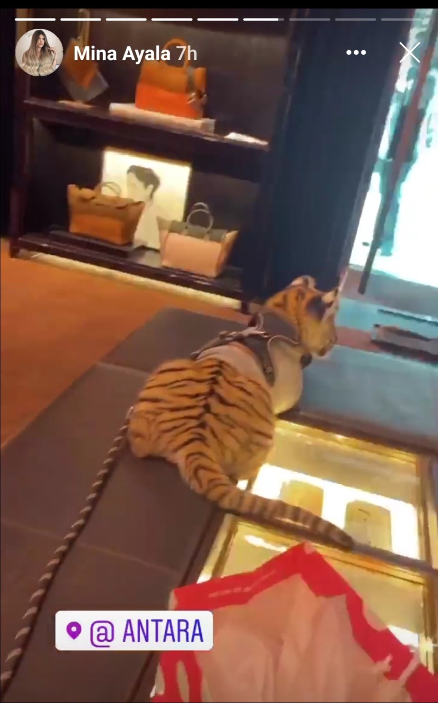 애완동물로 호랑이가 등장한 멕시코 어느 쇼핑몰 | 인스티즈